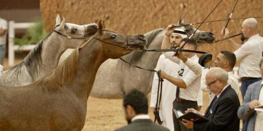 171 خيلاً تشارك في كأس الإمارات العالمي لجمال الخيل العربية بالمغرب - خبر صح